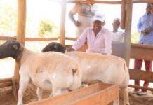 Kenya to export USD 6 million sheep and meat to Iran per month