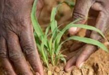McKinsey backs new agriculture initiative in Africa