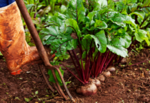 Microsoft to help farmers in Africa achieve food security