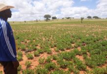 Sustainable intensification of smallholder agriculture in Madagascar using higher yielding seed as a catalyst