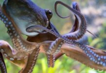 Octopus farm must be stopped, say campaigners, as new documents reveal plans were reckless and threatened environment, wildlife and public health