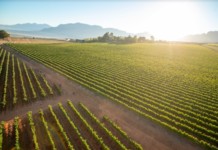 Exporting the Cape Epic to the world