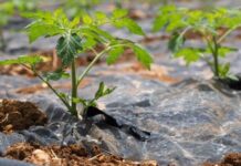 With 5.7% CAGR, Agricultural Films Market Emerging Trends, Increasing Demand and Future Outlook 2032