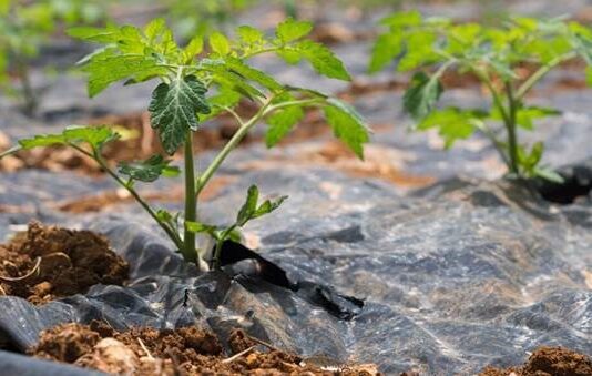 With 5.7% CAGR, Agricultural Films Market Emerging Trends, Increasing Demand and Future Outlook 2032