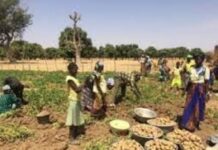 The Potato – Healthy, Inexpensive, Climate Friendly