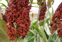 Six sorghum, pearl millet varieties developed by ICRISAT in Nigeria