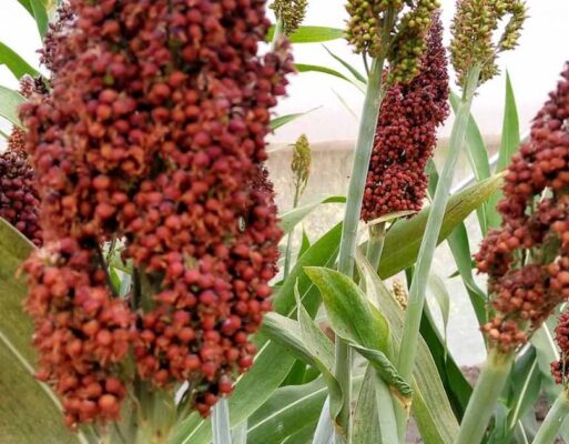 Red soghurm is one of the underutilised crops in Kenya (002)
