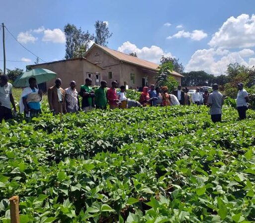 Rwandan farmers during a past field event (002)
