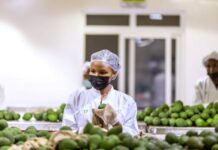 Rwanda horticulture industry leaders project over 600% increase in avocado export by 2026