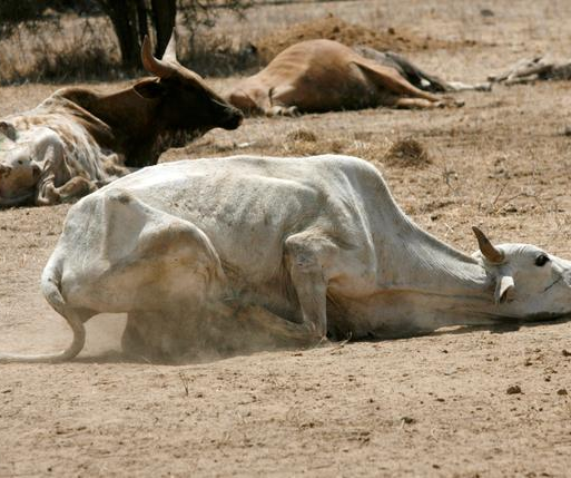 Some of the affected animals as a result of the ongoing drought in the great Horn of Africa regon (002)