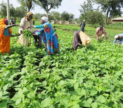 Some of the smallholder farmers in Uganda. AgriConnect solution providers are targeting 18000 smallholders 18000 at full cycle (002)