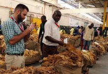 Zimbabwe tobacco selling season starts, expected to rise 8.5%
