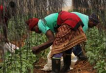 CAR can lift millions out of poverty by revitalising agriculture: World Bank