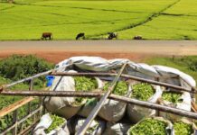 Africa’s new free trade area set to boost agriculture: Report