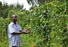 Uganda initiates agriculture digitalization programme to woo more youth into farming