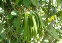 Uganda vanilla export surpasses Shs16b average earning in the last 10 years