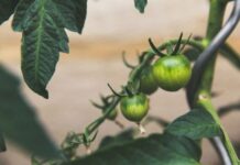 Preventing Crop Disease Outbreaks in African Culture