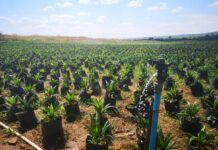 Tanzania discovers high yielding palm oil seeds poised to boost production