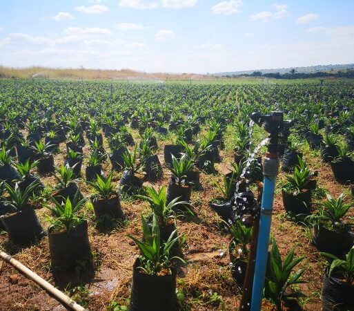 palm oil seeds nursery in Kigoma (002)