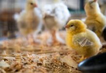 Farmer-Owned Poultry Plants Help Prevent the Kind of Meat Industry Concentration Seen in the US
