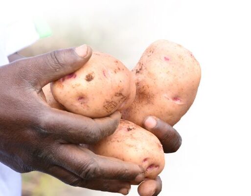 potato seed (002)