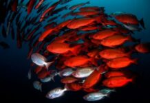 Vodacom South Africa and WWF recommit to Ocean Conservation with Global Partnership