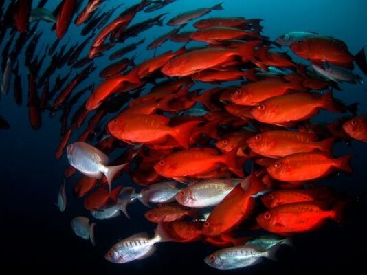 Vodacom South Africa and WWF recommit to Ocean Conservation with Global Partnership