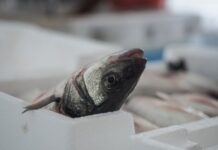 Compassion in World Farming calls out Best Aquaculture Practices for failing to improve farmed fish welfare