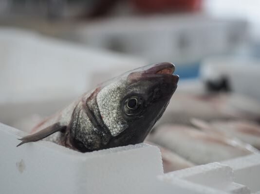 Compassion in World Farming calls out Best Aquaculture Practices for failing to improve farmed fish welfare
