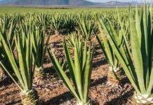 Tanzania mulling new project to examine ways to use residues from sisal processing in animal feed