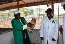 EU partners with Kenya in Ksh5m poultry centre project to multiply new climate smart chicken breed