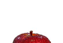 Bigbucks trees appear to be a hit in India and elsewhere