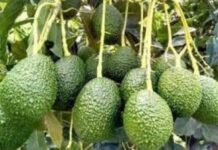 AgDevCo’s $8 million avocado investment in Kenya to create 2,000 local jobs