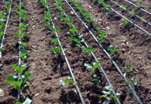 How to install irrigation pipes for your farm How to install irrigation pipes for your farm