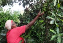 Mirova, French investment firm invests $8.5M to support sustainable macadamia farming in Kenya and Tanzania