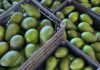 Maersk Kenya unveils strategic support plan ahead of peak avocado export season