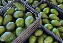 Maersk Kenya unveils strategic support plan ahead of peak avocado export season