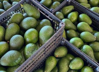 Maersk Kenya unveils strategic support plan ahead of peak avocado export season