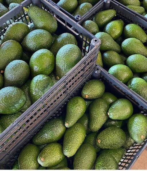 Kenyan avocadoes packed ready for export. The fruit is second key contributor to foreign earnings after flowers in the horticulture sector in the country_ (002)
