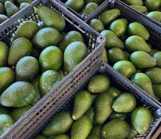 Maersk Kenya unveils strategic support plan ahead of peak avocado export season