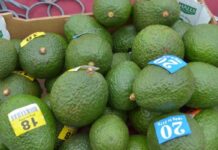 Kenya to double its avocado export in the next five years as demand increases