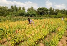 Amaranth, a wonder crop fetching Kenyan farmers over Ksh300,000 per acre in 45-120 days