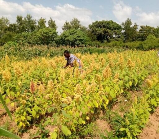 Kenyan grower in her amaranth farm. The crop has two main varieties the short and tall varieties recommended for low and high rainfall areas (002)
