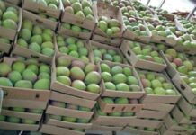Ghana seeking to import Kenyan mangoes for re-export to EU during its off-season period
