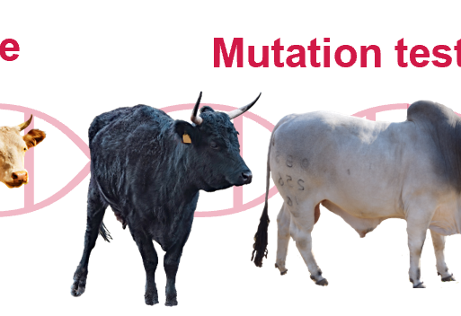 NAMPO Newsletter Banner