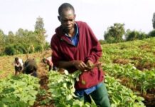Farming and Climate Resilience in Kenya