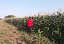 New crop insurance initiative launched in Tanzania to cushion farmers from pangs of climate change
