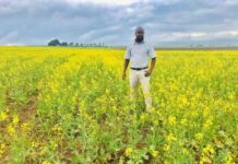 Kenya canola smallholders to enjoy global prices courtesy of contract farming with local oil processor