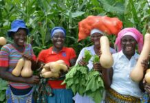Time to focus on Africa’s agric infrastructure growth