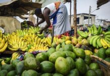 Policy Experts Call for Rethink of Agricultural Subsidies in Uganda